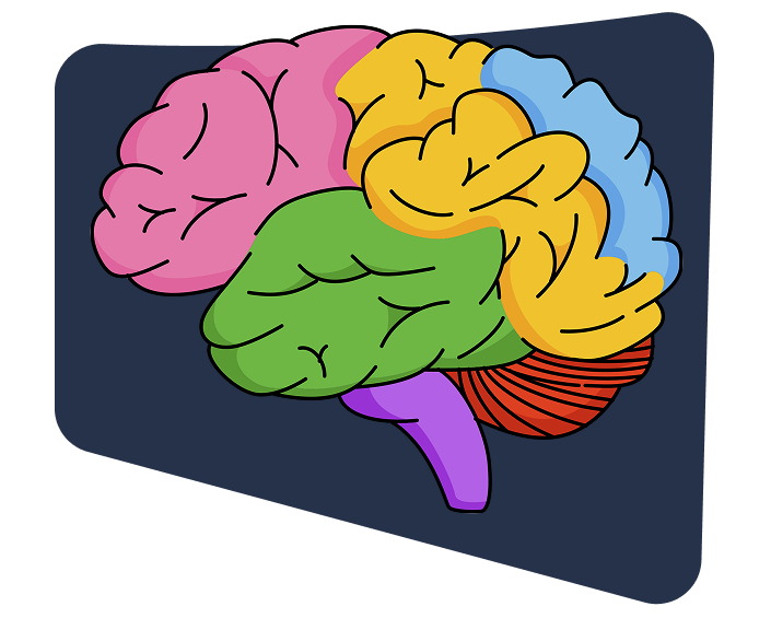 Brain